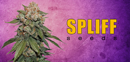 Purple Berry Kush van Spliff Seeds. Purple Berry Kush van Spliff Seeds.