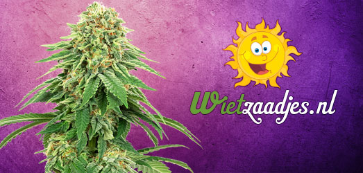 Purple Kush van ons Huismerk. Purple Kush van ons Huismerk.