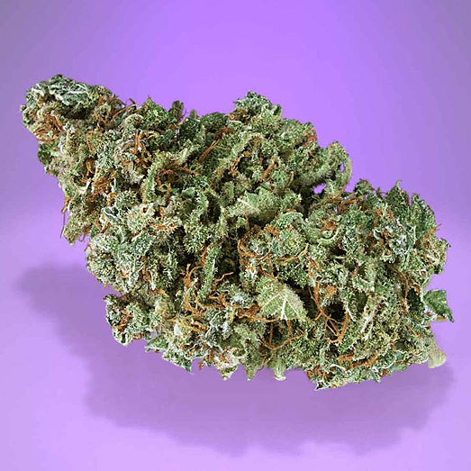 Een Purple Kush wiet topje. Een Purple Kush wiet topje.