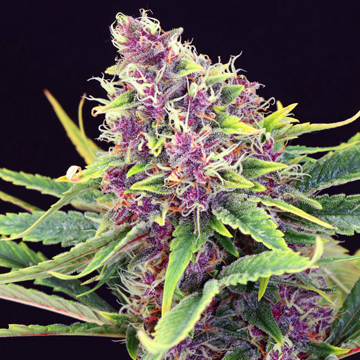 Purple Kush cannabis plant in haar bloeifase. Purple Kush wietplant in haar bloeifase.