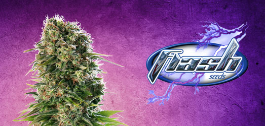 Purple Sirius Kush van Flash Seeds. Purple Sirius Kush van Flash Seeds.