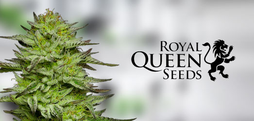 Royal Dwarf van Royal Queen Seeds. Royal Dwarf van Royal Queen Seeds.