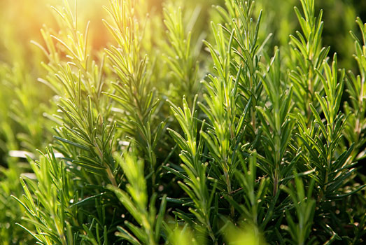 Rozemarijn werkt insecten werend. Rozemarijn werkt insecten werend.