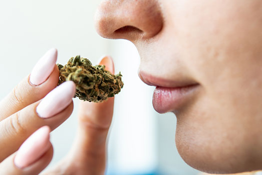 Ruiken om terpenen in cannabis te onderscheiden Ruiken om terpenen in cannabis te onderscheiden