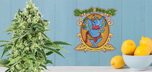 San Fernando Lemon Kush van Sweet Seeds. San Fernando Lemon Kush van Sweet Seeds.