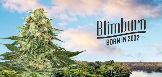 Santa Muerte van Blimburn Seeds Santa Muerte van Blimburn Seeds