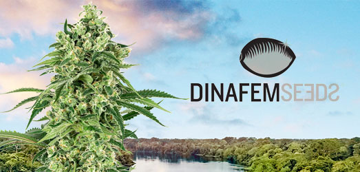 Santa Sativa van Dinafem Seeds Santa Sativa van Dinafem Seeds