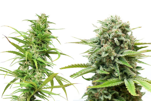 Een Sativa en een Indica wietplant naast elkaar. Een Sativa en een Indica wietplant naast elkaar.