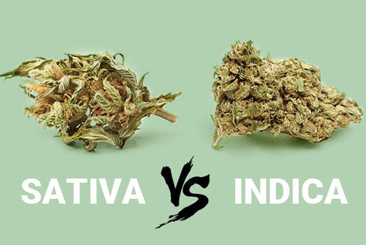 Topstructuur Sativa vs Indica wiet. Topstructuur Sativa vs Indica wiet.