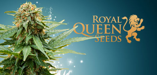 Sherbet Queen van Royal Queen Seeds. Sherbet Queen van Royal Queen Seeds.