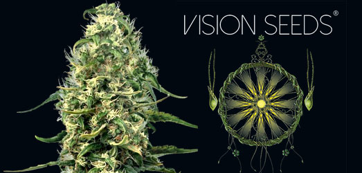 Silver Haze van het merk Vision Seeds Silver Haze van Vision Seeds