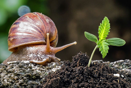 Slakken zijn gek op wietplanten. Slakken zijn gek op de jonge malse bladeren van je wietplanten.