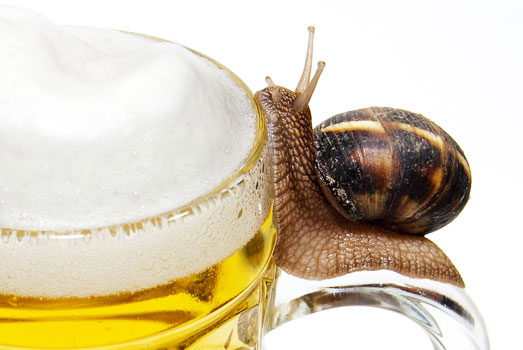 Slakken zijn gek op bier. Slakken zijn gek op bier.