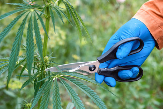 Onderhoud je cannabisplanten. Onderhoud je cannabisplanten.
