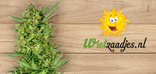 Sour Diesel van het Huismerk van Wietzaadjes.nl. Sour Diesel van Royal Queen Seeds.