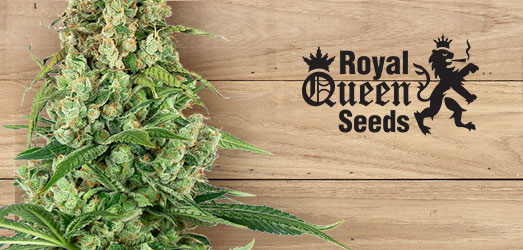 Sour Diesel van Royal Queen Seeds. Sour Diesel van Royal Queen Seeds.