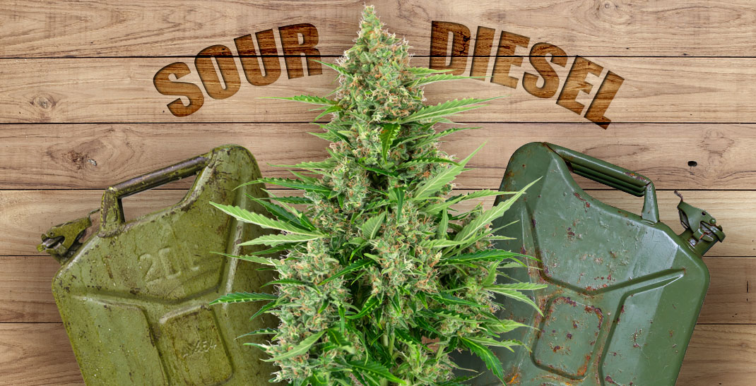 Sour Diesel aka Sour D is een sativa-dominant wietsoort