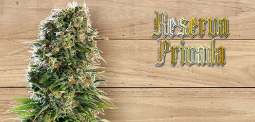 Sour Kush van Reserva Privada. Sour Kush van Reserva Privada.