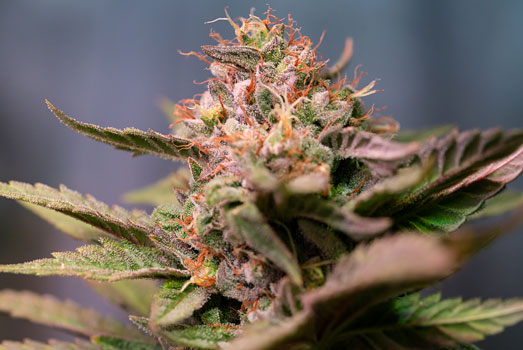 Strawberry Kush cannabis plant in bloei Strawberry Kush cannabis plant in bloei