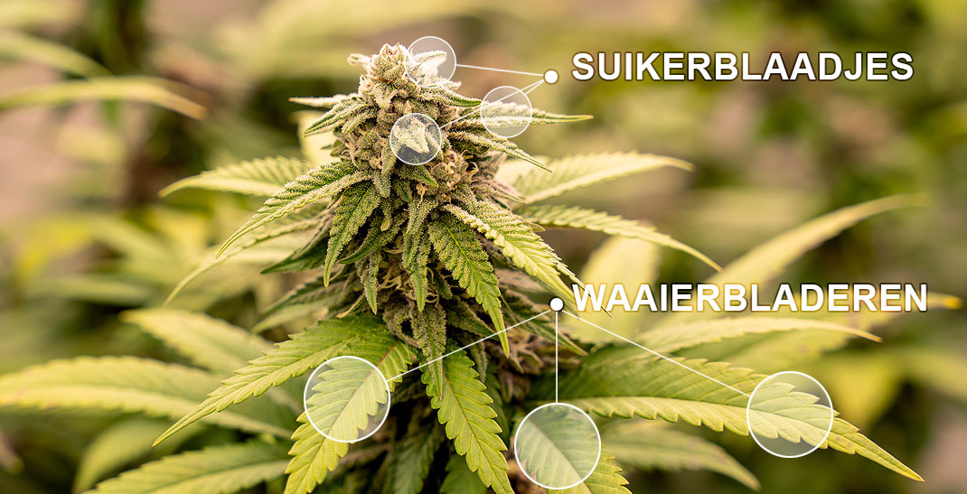 Het verschil tussen suikerblaadjes en waaierbladeren (fan-leaves). Het verschil tussen suikerblaadjes en waaierbladeren (fan-leaves).