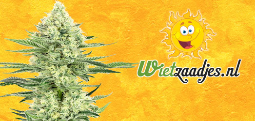 Super Lemon Haze Auto van Huismerk Wietzaadjes.nl. Super Lemon Haze Auto van Huismerk Wietzaadjes.nl.