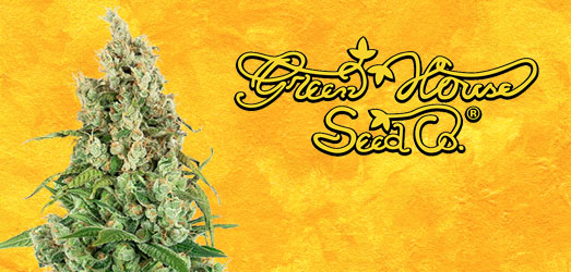 Super Lemon Haze van Green House Seeds. Super Lemon Haze van Green House Seeds.