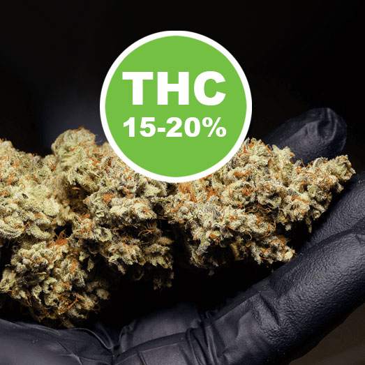 Het THC-gehalte van Big Bud wiet ligt tussen de 15 en de 20%. Het THC-gehalte van Big Bud wiet ligt tussen de 15 en de 20%.
