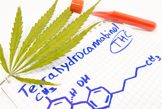 THC is zo’n twee tot zeven dagen terug te vinden in je bloed. THC is zo’n twee tot zeven dagen terug te vinden in je bloed.