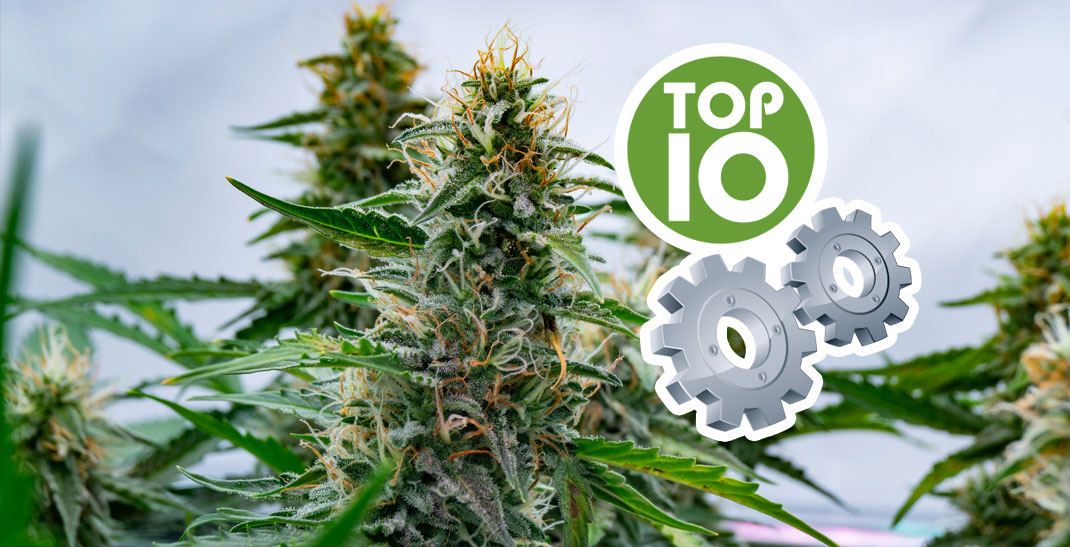 Top 10 Autoflowering soorten