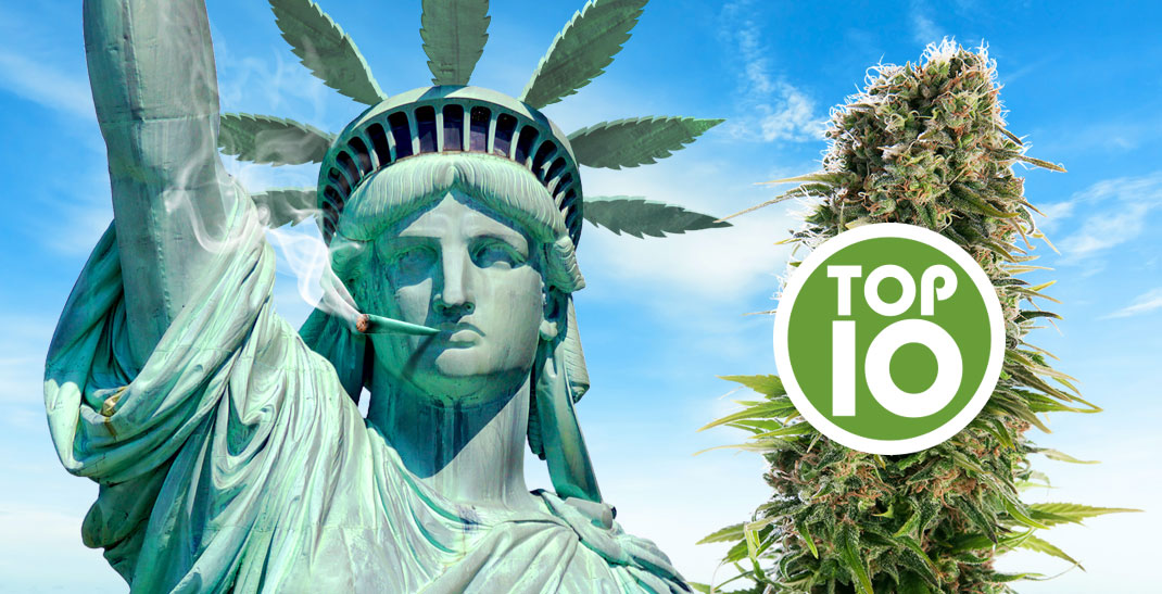 Ontdek de 10 beste Amerikaanse cannabis soorten