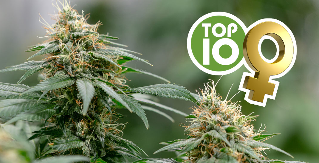 Top 10 beste Feminized cannabis soorten