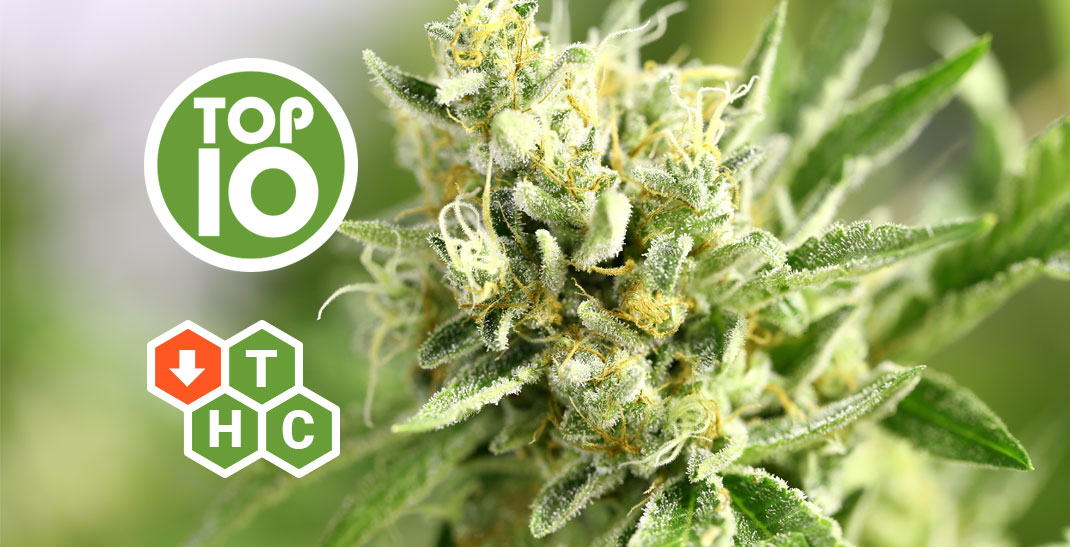 Top 10 strains met een laag THC gehalte