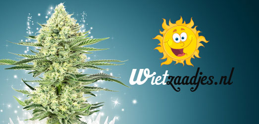 Trainwreck van Huismerk Wietzaadjes.nl. Trainwreck van Huismerk Wietzaadjes.nl..