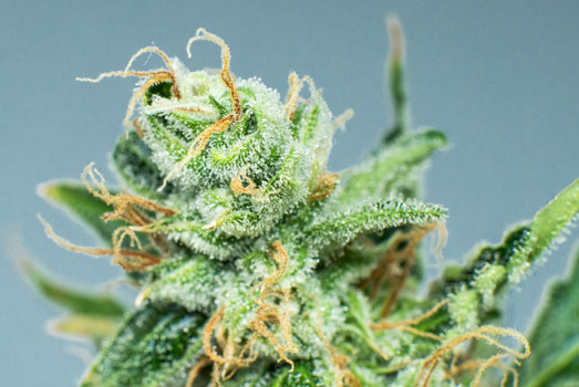 Macro foto van de trichomen op een Northern Light cannabis top. Macro foto van de trichomen op een Northern Light cannabis top.