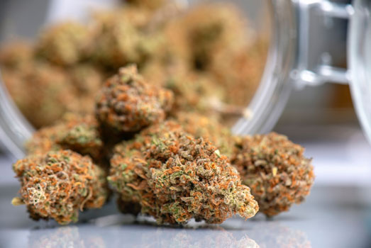 Uitgeharde cannabistoppen zorgen voor maximale smaak én potentie. Uitgeharde cannabistoppen zorgen voor maximale smaak én potentie.