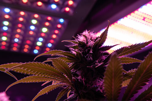 Wietplanten verlicht door een LED-paneel. Wietplanten verlicht door een LED-paneel.