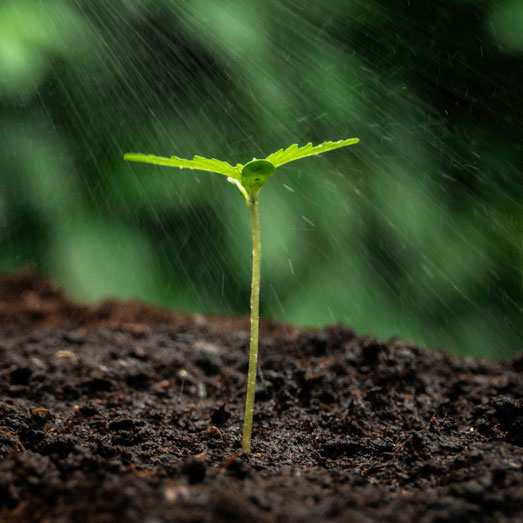 Op een zaailing kun je beter water sprayen met een plantenspuit. Op een zaailing kun je beter water sprayen met een plantenspuit.