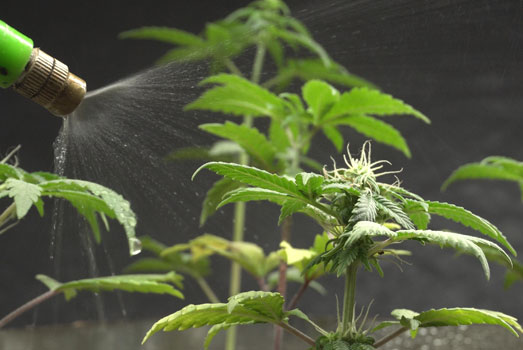 Zorg voor voldoende water en voeding voor je cannabisplanten. Zorg voor voldoende water en voeding voor je cannabisplanten.