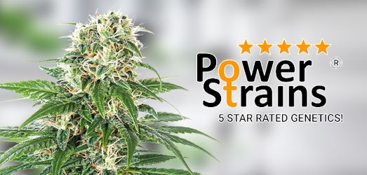 White Widow van PowerStrains. White Widow van PowerStrains.