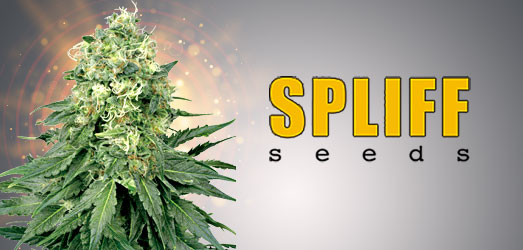 White Widow van Spliff Seeds. White Widow van Spliff Seeds.