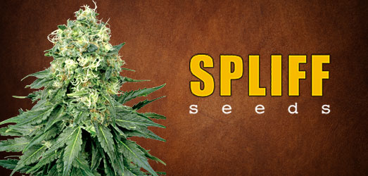 White Widow van Spliff Seeds. White Widow van Spliff Seeds.