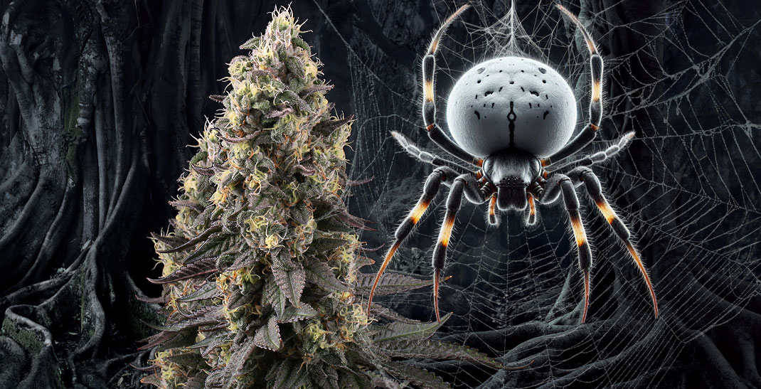 White widow wietsoort / strain informatie