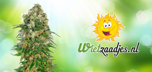 White Widow X Bigger Bud van ons Huismerk. White Widow X Bigger Bud van ons Huismerk.