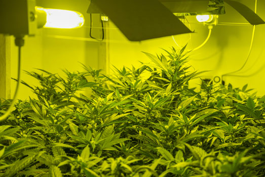 Wiet kweken onder 600 Watt HPS. Wiet kweken onder 600 Watt HPS.