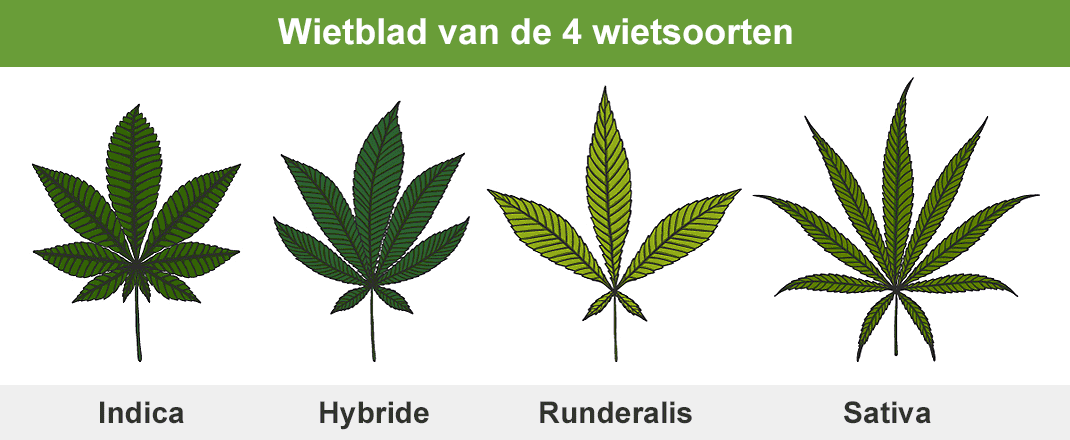 Wietblad van 4 verschillende wietsoorten. Wietblad van 4 verschillende wietsoorten.