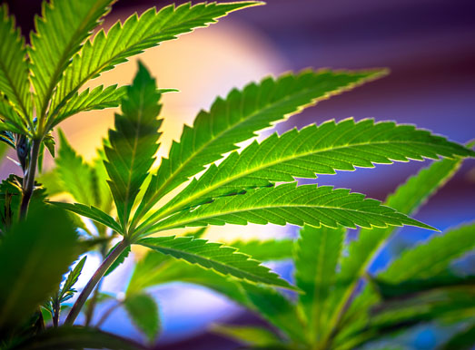 Wietbladeren nemen zonlicht op en zetten dit om in bruikbare energie voor de wietplanten. Wietbladeren nemen zonlicht op en zetten dit om in bruikbare energie voor de wietplanten.