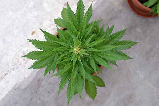 Tijd voor deze autoflower wietplant om naar buiten te verhuizen. Tijd voor deze autoflower wietplant om naar buiten te verhuizen.