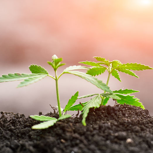Aarde houdt voor je wietplant langer vocht vast. Aarde houdt voor je wietplant langer vocht vast.