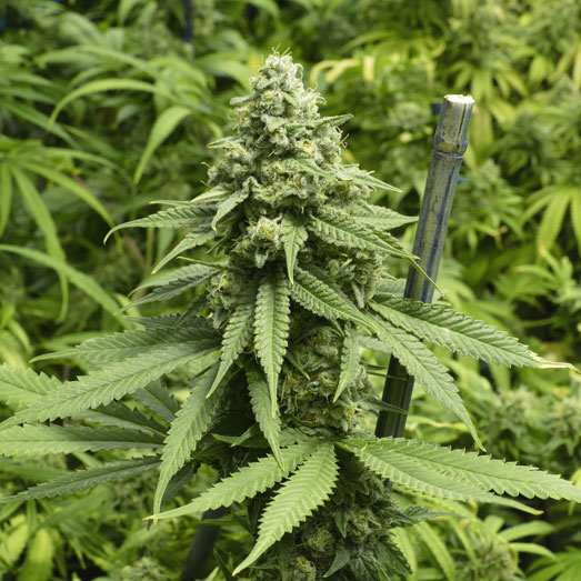 Big Bud wietplanten kweken. Big Bud wietplanten kweken.