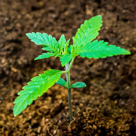 Als je jouw wietplanten op cocos kweekt moet je vaker bewateren. Als je jouw wietplanten op cocos kweekt moet je vaker bewateren.